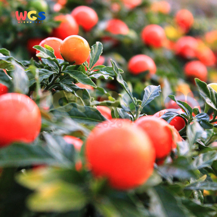 Star Village Whole Peeled Tomatoes Pomodori Pelati 400g