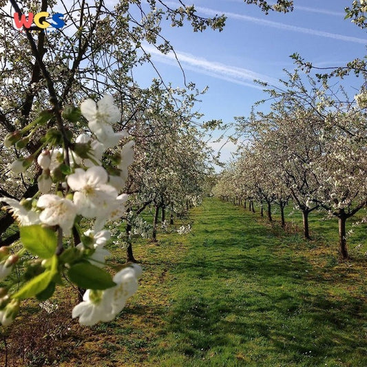 Wilkin & Sons Tiptree Red Onion Chutney Vegan Dairy Free 220g