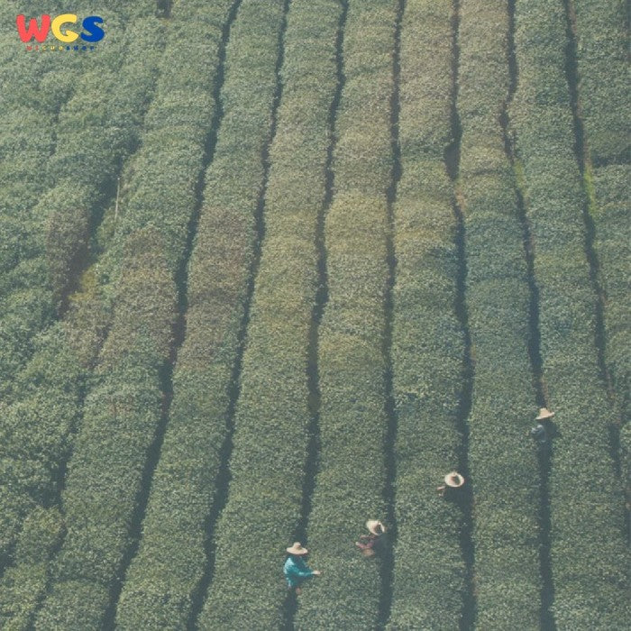 Japanese Tea-Roji Xoxolat Hojicha Roasted Japanese Tea with Cocoa