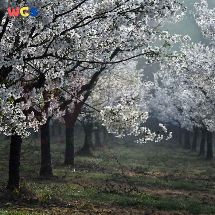 Wilkin & Sons Selai Tiptree Old Times Marmalade Preserve Spread 340g