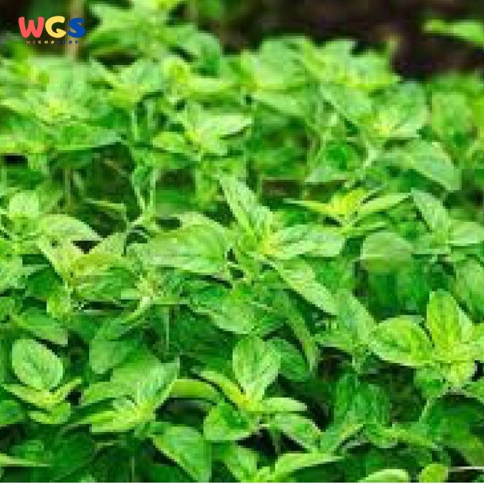 Jays Oregano Leaves Daun Oregano Herbal 25 gr