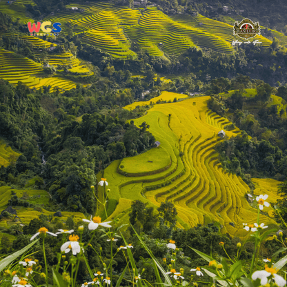 Basilur Breakfast Tea Asia 64g – 32 Sachet Teh Ceylon Hitam & Putih dengan Cita Rasa Asia