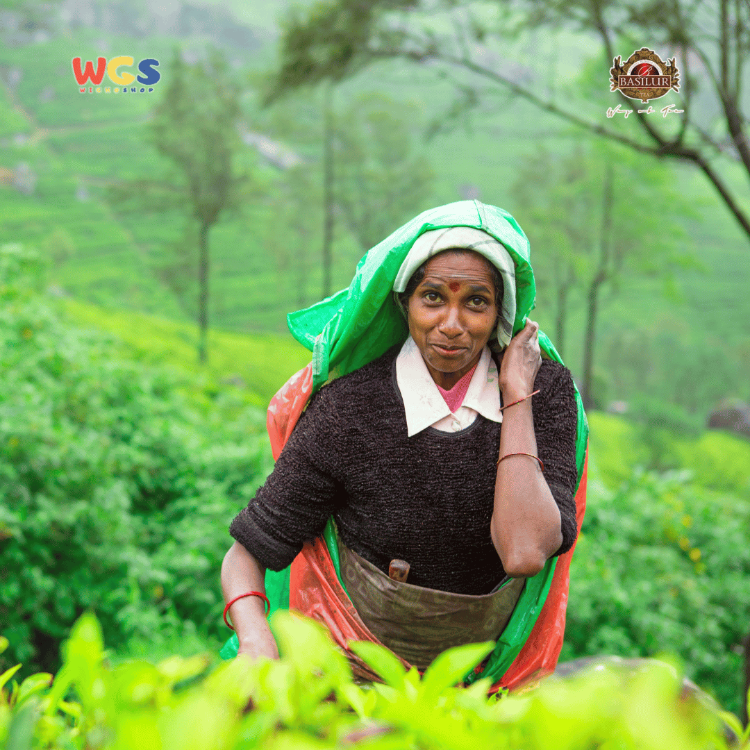 Basilur Ceylon The Island of Tea Gold Pure Ceylon Black Tea 50g – Kaleng Premium Koleksi Eksklusif