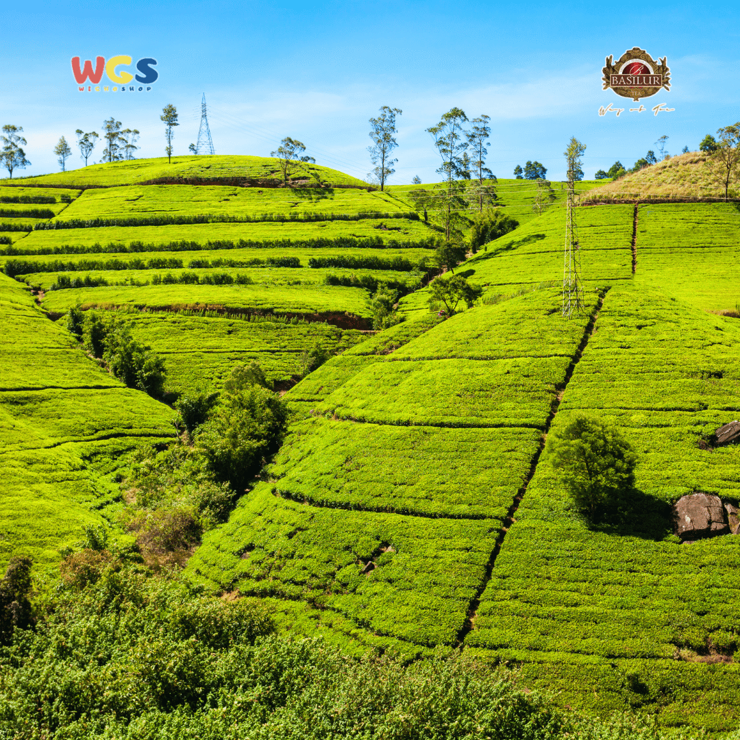 Basilur Ceylon The Island of Tea Imperial Ceylon Pure Ceylon Black Tea 50g – Kaleng Koleksi Premium