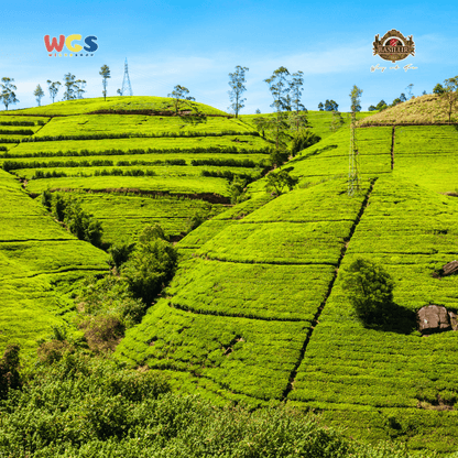 Basilur Ceylon The Island of Tea Imperial Ceylon Pure Ceylon Black Tea 50g – Kaleng Koleksi Premium